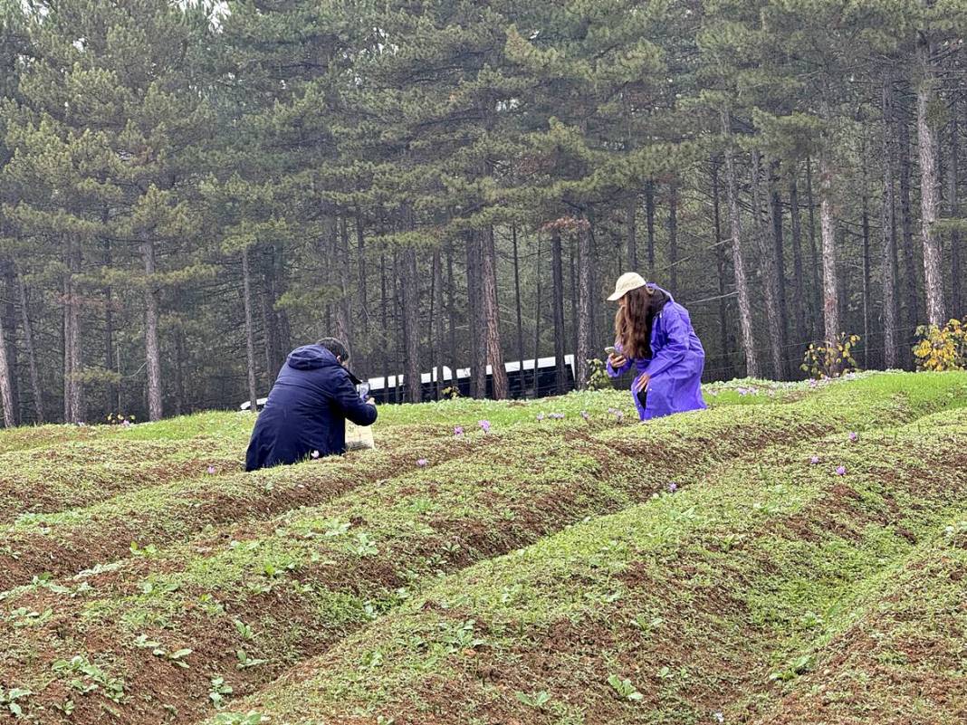 Dünyanın en pahalı baharatı Safranbolu'da yetişiyor! Gıda, ilaç ve kozmetikte kullanılan mucize 1